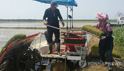 간척지에서 모내기하는 농민