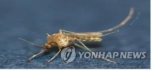 작은빨간집모기