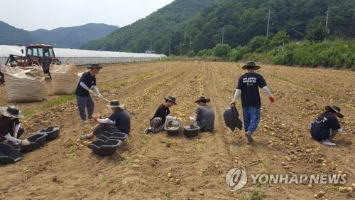 울산대 학생의 감자 수확