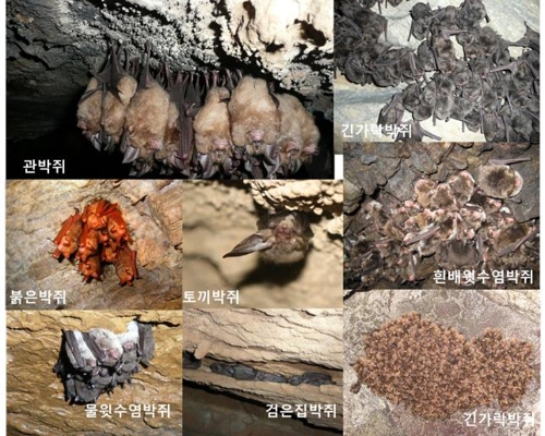 동굴에 사는 박쥐들