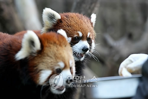 서울대공원 래서팬더 (연합뉴스 자료 사진)