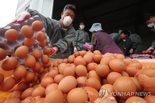폐기되는 '살충제 계란'[연합뉴스 자료사진]