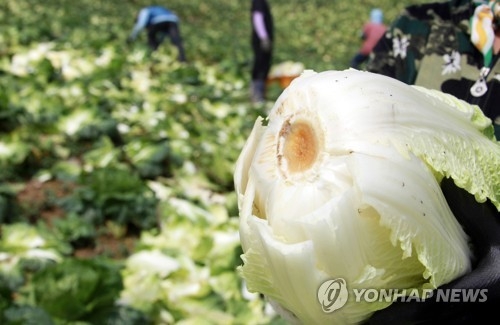 잦은 비로 뿌리까지 썩은 여름 배추