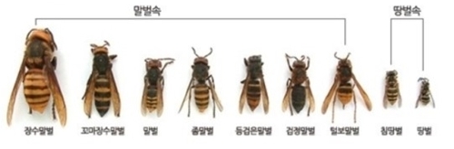 말벌에 쏘여 예비군 훈련장 '아수라장'…13명 병원 치료 소동(종합) - 2
