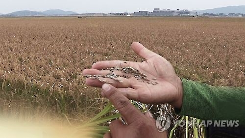 연일 비오고 이상저온…"논에 쭉정이 천지" 농민들 한숨 - 1