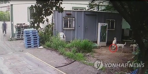 강아지 핥아주는 개들