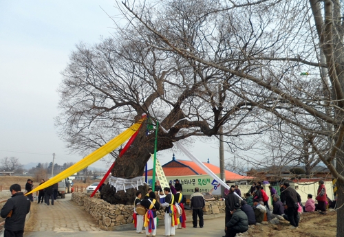 상중리 느티나무 목신제