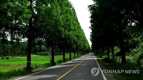 보성 메타세쿼이아 길