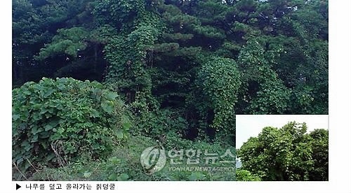 칡덩굴
