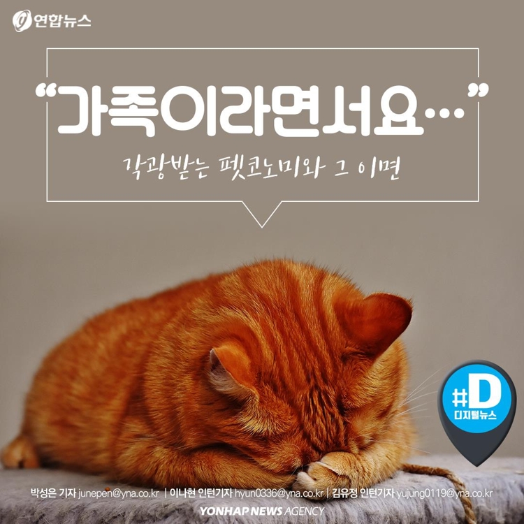 [카드뉴스] "가족이라면서요?"…유기동물 9만마리 육박 - 1
