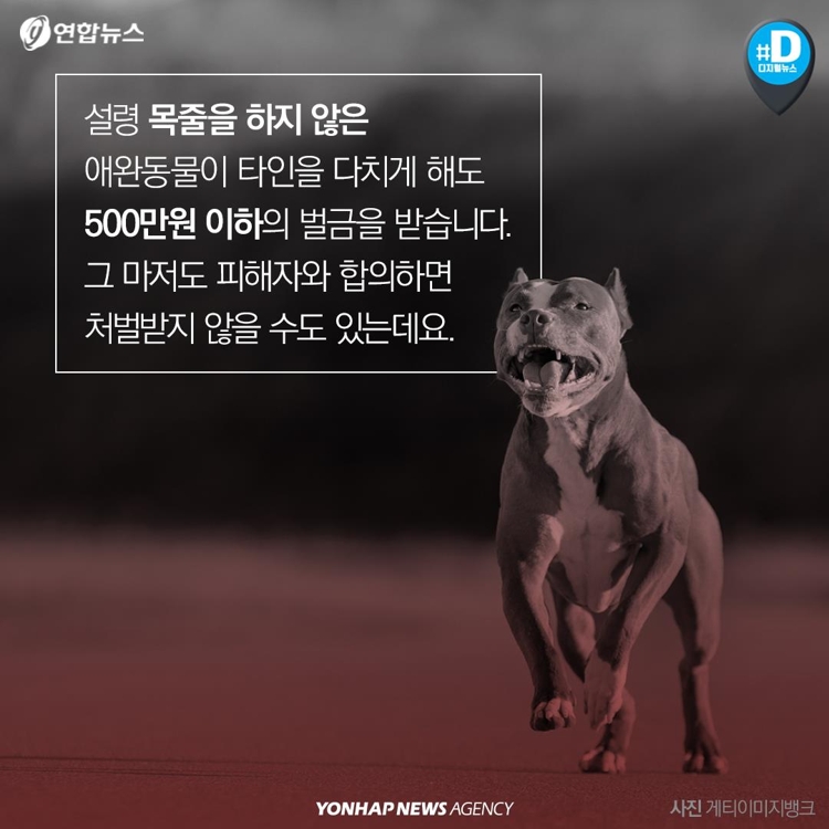 [카드뉴스] "우리 개는 안 물어요"…개주인 무책임에 대형사고 난다 - 8