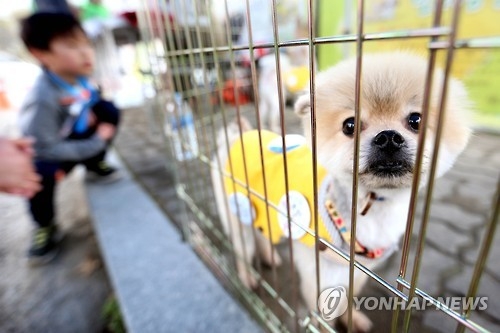 유기견