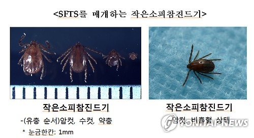 '살인 진드기' 감염병 작년 대비 42%↑ '증가세' - 2