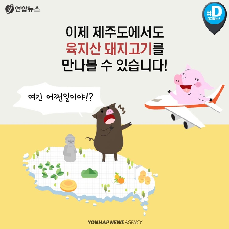 [카드뉴스] 제주산 vs 육지산 구별법… 육지 돼지, 웰컴 투 제주 - 2