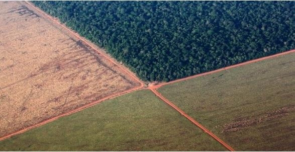 농지 개발과 목초지 확장으로 파괴된 아마존 열대우림 [브라질 뉴스포털 UOL] 