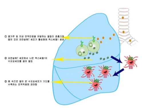 XCL1 단백질과 수지상세포, 그리고 천식 유발 관계