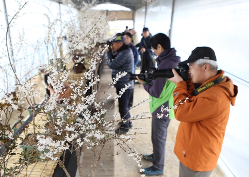 희귀종 미선나무꽃축제 30일 괴산서 개막0