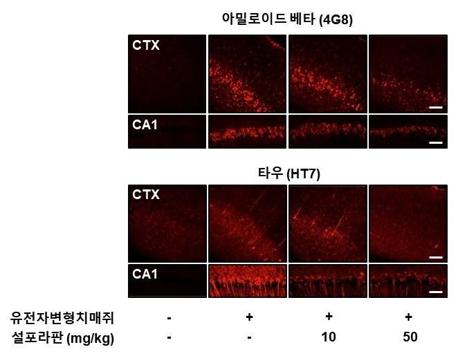 유전자 변형 치매 쥐 피질과 해마에서의 아밀로이드-베타와 타우 단백질 감소 사진