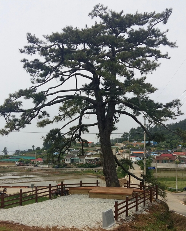 250년전 이광사가 완도에 심은 소나무 '원교목' 명명 - 1