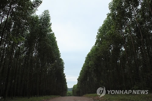 우리 기업이 조림한 인도네시아 칼리만탄주의 유칼립투스 인공림