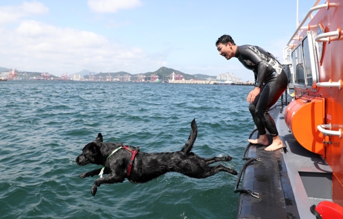 14일 부산해경 전용부두에서 바다로 뛰어드는 투투.
