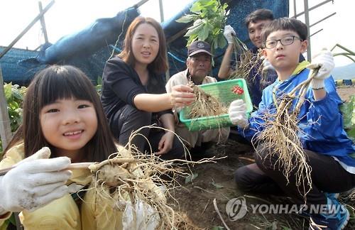금산인삼축제