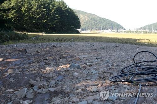 토사 덮인 논