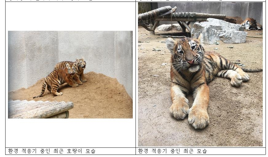 서울대공원 백두산 아기호랑이 네마리 오늘부터 일반에 공개 - 2
