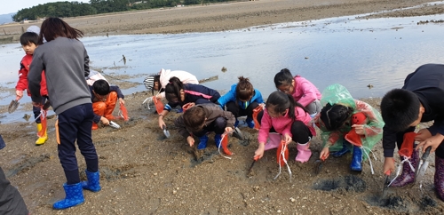바지락 캐기 체험활동