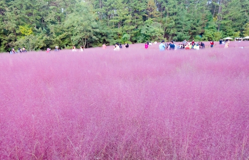 울산대공원 핑크뮬리 정원