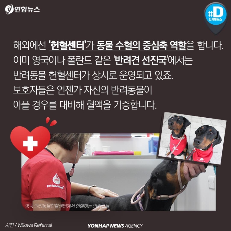 [카드뉴스] 우리 개와 고양이도 헌혈해보면 어떨까요? - 7