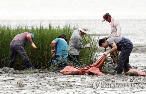 갯끈풀 제거