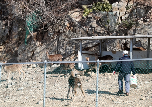 14일 부산 영도구 한국해양대학교에서 조경 관리사가 꽃사슴에게 먹이를 주고 있다.