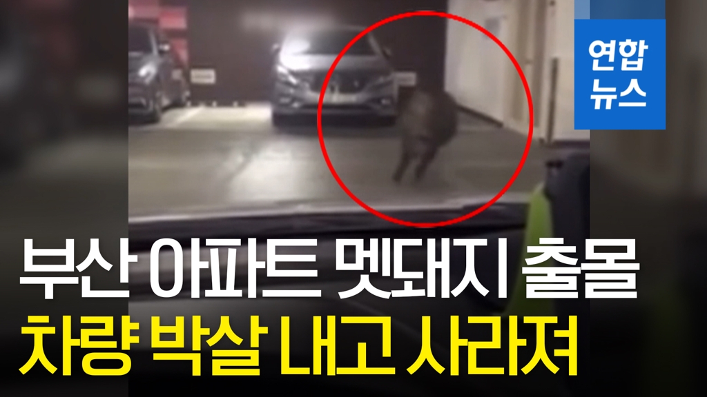 [영상] '달려라 달려'…아파트 주차장 활보하던 멧돼지, 결국? - 2