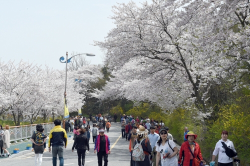 지난해 유달산 봄 풍경