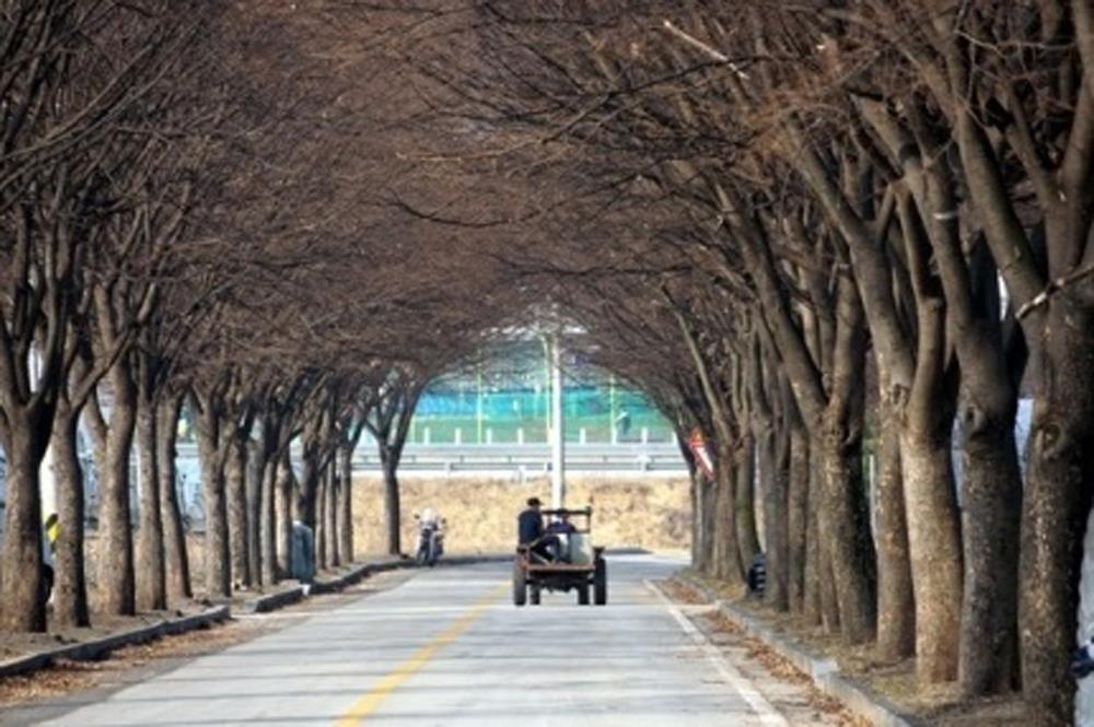 삼년산성 입구 느티나무 가로수 길