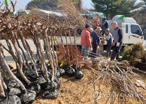 묘목 출하하는 농민들