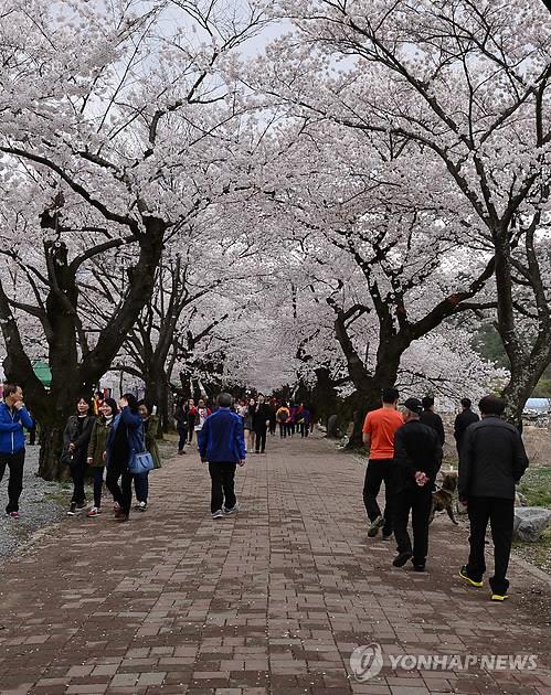 울주군 작천정 벚꽃길