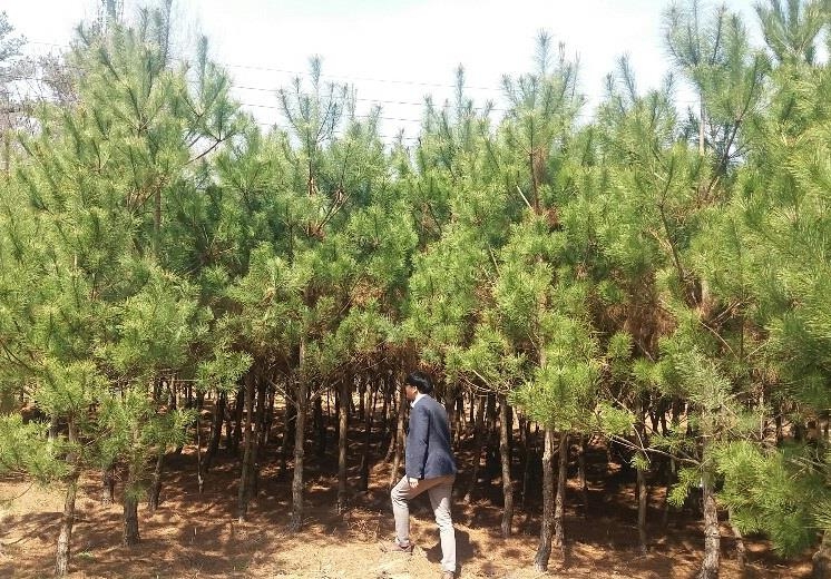 보은군이 재배하는 정이품송 자목들
