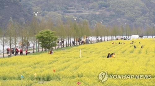 유채꽃밭에서
