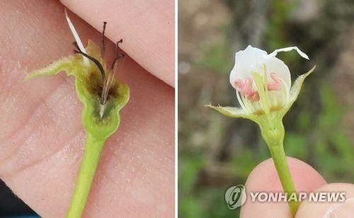 배꽃 저온피해