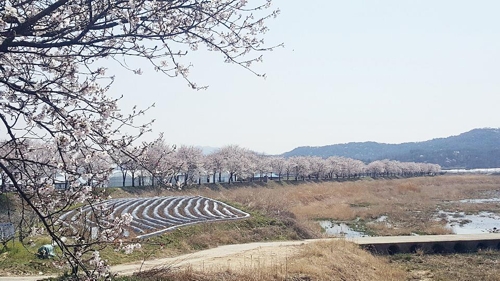 (보은=연합뉴스) 전창해 기자 = 17일 충북 보은군 보청천변에 심어진 벚나무 꽃이 만개해 장관을 이루고 있다. 2019.4.17