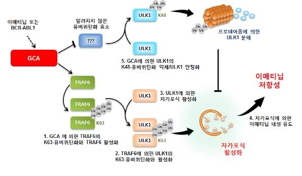 표적항암제 '글리벡' 내성 비밀