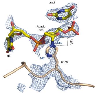단백질 결정학을 통해 확인한 UdgX·DNA 공유결합
