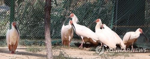 우포따오기 부분 개방