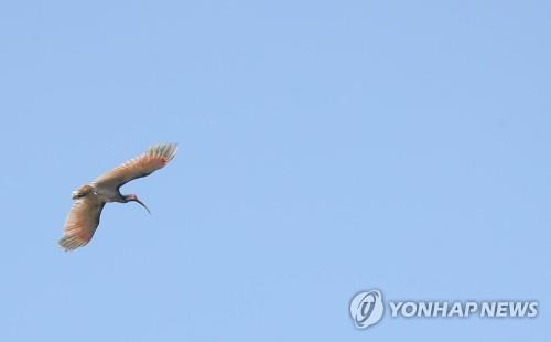 따오기 40년 만에 국내서 비상