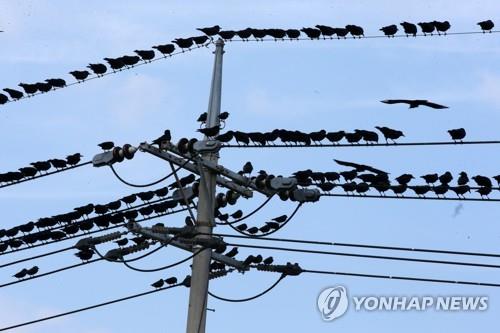 전선 뒤덮은 까마귀