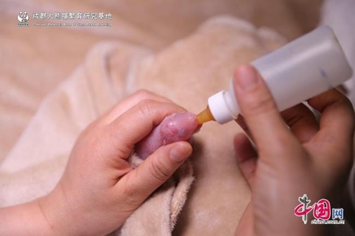 '42.8g' 세계에서 가장 가냘픈 새끼 판다 탄생 - 2
