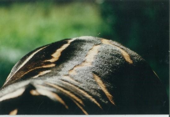 얼룩말이 검은 줄무늬 부분의 털을 세운 모습 
