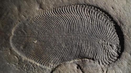 캄브리아기 대폭발 이전인 5억5천800만년 전 디킨소니아 화석 